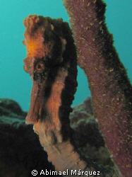 Seahorse, Crash Boat Pier, Aguadilla, P.R. by Abimael Márquez 